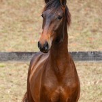 Repórter Interagro, bay Lusitano foal for sale at the 2021 Interagro Yearlings Collecton. Photo: TUPA