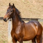 Repórter Interagro, bay Lusitano foal for sale at the 2021 Interagro Yearlings Collecton. Photo: TUPA