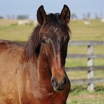 Repórter Interagro/Interagro Lusitanos