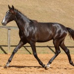 Repressor Interagro, Purebred Lusitano sold at The 2021 Interagro Yearlings Collection/Photo: TUPA