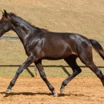 Repressor Interagro, Purebred Lusitano sold at The 2021 Interagro Yearlings Collection/Photo: TUPA