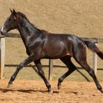 Repressor Interagro, Purebred Lusitano sold at The 2021 Interagro Yearlings Collection/Photo: TUPA