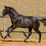 Repressor Interagro, Purebred Lusitano sold at The 2021 Interagro Yearlings Collection/Photo: TUPA