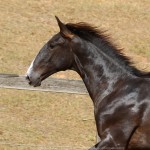 Repressor Interagro, Purebred Lusitano sold at The 2021 Interagro Yearlings Collection/Photo: TUPA