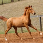 Requinte Interagro, chestnut Purebred Lusitano foal sold at The 2021 Interagro Yearlings Collection/TUPA