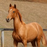 Requinte Interagro, chestnut Purebred Lusitano foal sold at The 2021 Interagro Yearlings Collection/TUPA