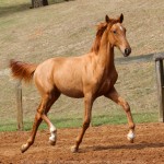 Requinte Interagro, chestnut Purebred Lusitano foal sold at The 2021 Interagro Yearlings Collection/TUPA