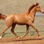 Requinte Interagro, chestnut Purebred Lusitano foal sold at The 2021 Interagro Yearlings Collection/TUPA