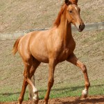 Requinte Interagro, chestnut Purebred Lusitano foal sold at The 2021 Interagro Yearlings Collection/TUPA