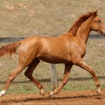 Requinte Interagro, chestnut Purebred Lusitano foal sold at The 2021 Interagro Yearlings Collection/TUPA