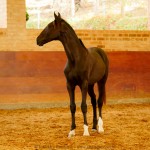 Retriever Interagro, black Purebred Lusitano foal sold at The 2021 Interagro Yearlings Collection/Interagro Lusitanos