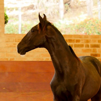 Retriever Interagro, black Purebred Lusitano foal sold at The 2021 Interagro Yearlings Collection/Interagro Lusitanos