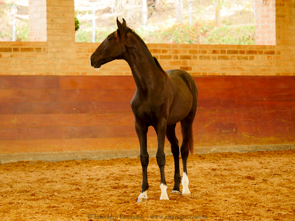 Retriever Interagro, black Purebred Lusitano foal sold at The 2021 Interagro Yearlings Collection/Interagro Lusitanos