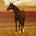 Retriever Interagro, black Purebred Lusitano foal sold at The 2021 Interagro Yearlings Collection/Interagro Lusitanos