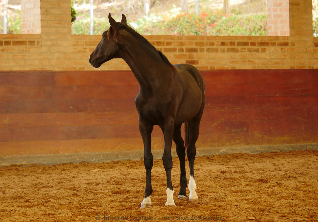 Retriever Interagro, black Purebred Lusitano foal sold at The 2021 Interagro Yearlings Collection/Interagro Lusitanos