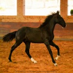 Retriever Interagro, black Purebred Lusitano foal sold at The 2021 Interagro Yearlings Collection/Interagro Lusitanos