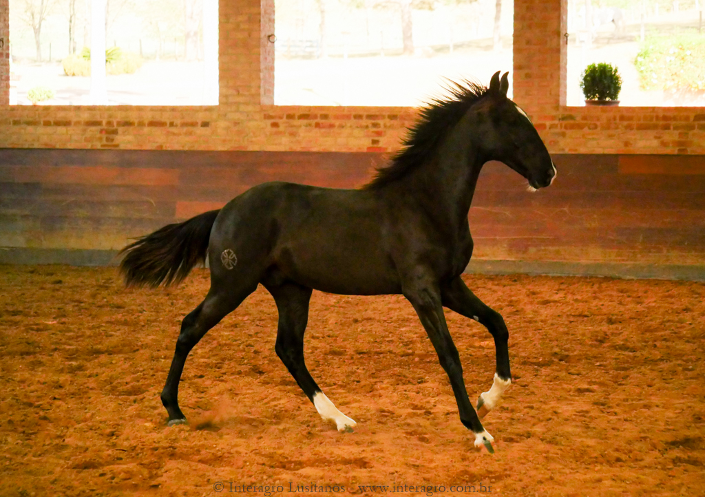 Retriever Interagro, black Purebred Lusitano foal sold at The 2021 Interagro Yearlings Collection/Interagro Lusitanos