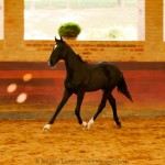 Retriever Interagro, black Purebred Lusitano foal sold at The 2021 Interagro Yearlings Collection/Interagro Lusitanos