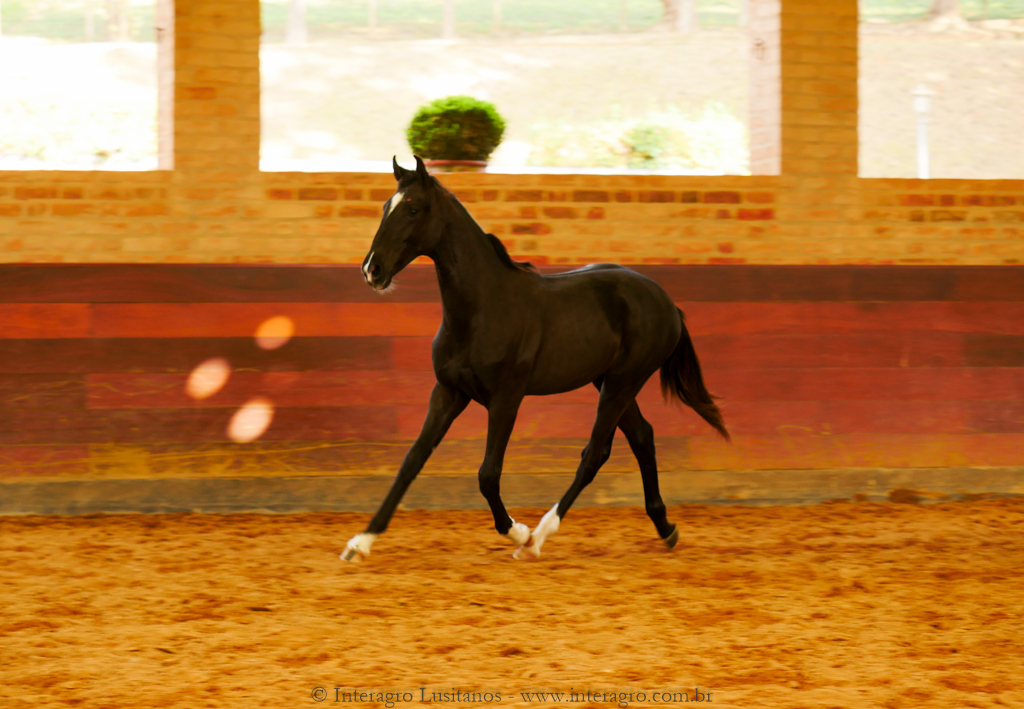 Retriever Interagro, black Purebred Lusitano foal sold at The 2021 Interagro Yearlings Collection/Interagro Lusitanos