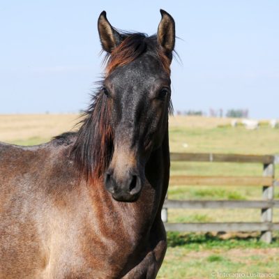 Reverendo Interagro, grey Purebred Lusitano foal sold at the 2021 Interagro Yearlings Collection/Photo: Interagro Lusitanos