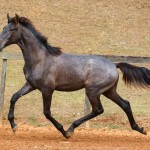 Reverendo Interagro, grey Purebred Lusitano foal sold at the 2021 Interagro Yearlings Collection/Photo: TUPA