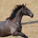 Reverendo Interagro, grey Purebred Lusitano foal sold at the 2021 Interagro Yearlings Collection/Photo: TUPA