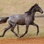 Reverendo Interagro, grey Purebred Lusitano foal sold at the 2021 Interagro Yearlings Collection/Photo: TUPA