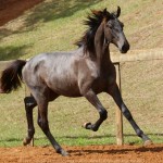 Reverendo Interagro, grey Purebred Lusitano foal sold at the 2021 Interagro Yearlings Collection/Photo: TUPA