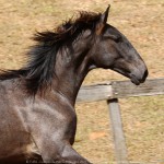 Reverendo Interagro, grey Purebred Lusitano foal sold at the 2021 Interagro Yearlings Collection/Photo: TUPA