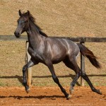 Reverendo Interagro, grey Purebred Lusitano foal sold at the 2021 Interagro Yearlings Collection/Photo: TUPA