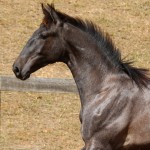 Reverendo Interagro, grey Purebred Lusitano foal sold at the 2021 Interagro Yearlings Collection/Photo: TUPA