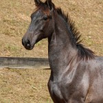 Reverendo Interagro, grey Purebred Lusitano foal sold at the 2021 Interagro Yearlings Collection/Photo: TUPA