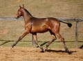 Revista Interagro, bay Purebred Lusitano filly for sale at The 2021 Interagro Yearlings Collection