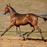 Revista Interagro, bay Purebred Lusitano filly for sale at The 2021 Interagro Yearlings Collection