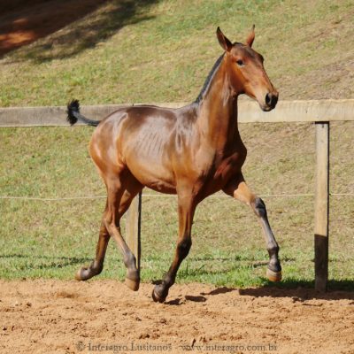 Revista Interagro, bay Purebred Lusitano filly for sale at The 2021 Interagro Yearlings Collection