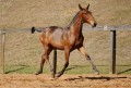 Revista Interagro, bay Purebred Lusitano filly for sale at The 2021 Interagro Yearlings Collection