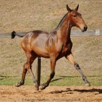 Revista Interagro, bay Purebred Lusitano filly for sale at The 2021 Interagro Yearlings Collection