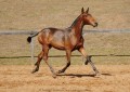 Revista Interagro, bay Purebred Lusitano filly for sale at The 2021 Interagro Yearlings Collection