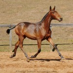 Revista Interagro, bay Purebred Lusitano filly for sale at The 2021 Interagro Yearlings Collection