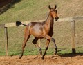 Revista Interagro, bay Purebred Lusitano filly for sale at The 2021 Interagro Yearlings Collection/TUPA