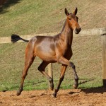 Revista Interagro, bay Purebred Lusitano filly for sale at The 2021 Interagro Yearlings Collection/TUPA