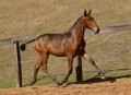 Revista Interagro, bay Purebred Lusitano filly for sale at The 2021 Interagro Yearlings Collection/TUPA