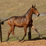 Revista Interagro, bay Purebred Lusitano filly for sale at The 2021 Interagro Yearlings Collection/TUPA