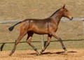 Revista Interagro, bay Purebred Lusitano filly for sale at The 2021 Interagro Yearlings Collection/TUPA