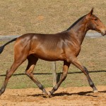 Revista Interagro, bay Purebred Lusitano filly for sale at The 2021 Interagro Yearlings Collection/TUPA