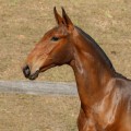 Revista Interagro, bay Purebred Lusitano filly for sale at The 2021 Interagro Yearlings Collection/TUPA