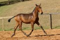 Revista Interagro, bay Purebred Lusitano filly for sale at The 2021 Interagro Yearlings Collection/TUPA