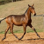 Revista Interagro, bay Purebred Lusitano filly for sale at The 2021 Interagro Yearlings Collection/TUPA