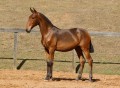 Revista Interagro, bay Purebred Lusitano filly for sale at The 2021 Interagro Yearlings Collection/TUPA