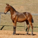 Revista Interagro, bay Purebred Lusitano filly for sale at The 2021 Interagro Yearlings Collection/TUPA